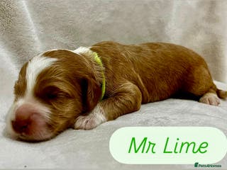 Australian Labradoodle dogs Quality Multigen Australian Labradoodle Puppies - Advert 3