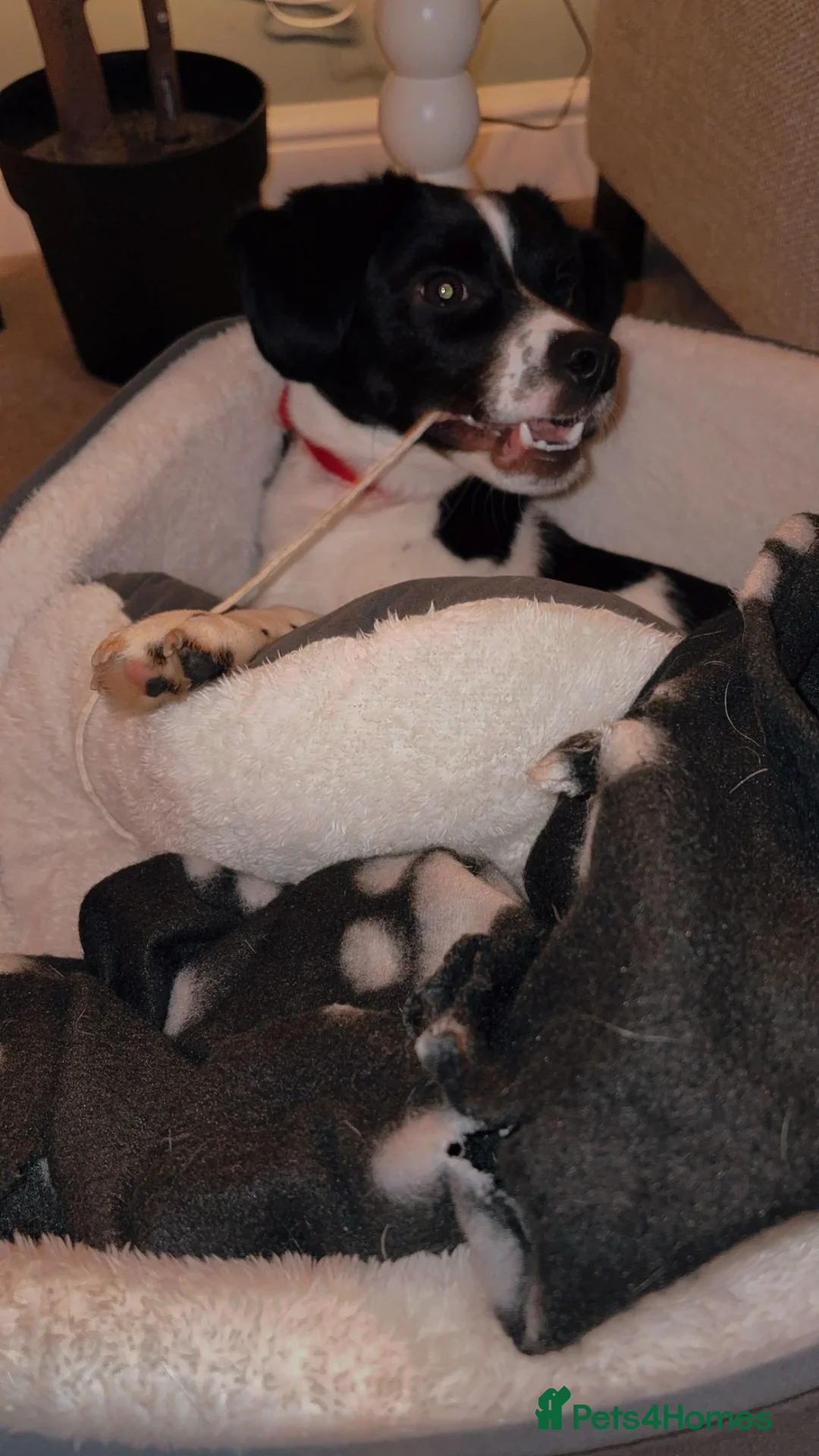 Mixed Breed dogs for sale: 7 Month Old Jack Russell X Springer Spaniel in Bishop Auckland - Advert 2