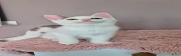 Munchkin cats for sale: Beautiful Munchkin kittens  - Advert 25