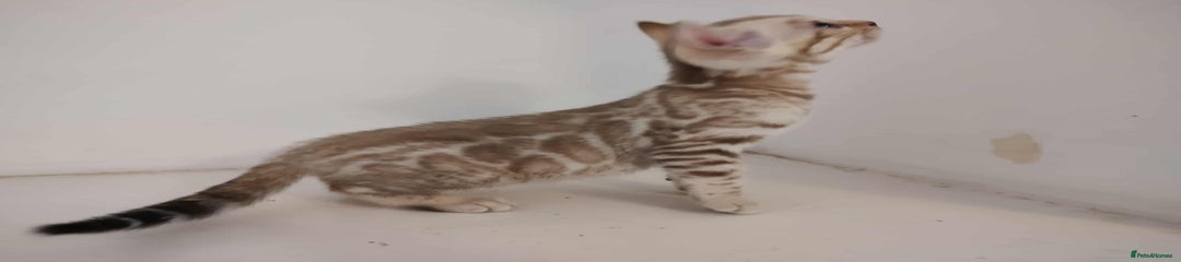 Benny