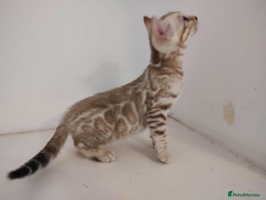 Bengal cats for sale: Gorgeous bengal kittens - Image 5