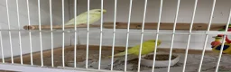 Budgerigars birds for sale: New baby budgies ready next week  - Advert 7