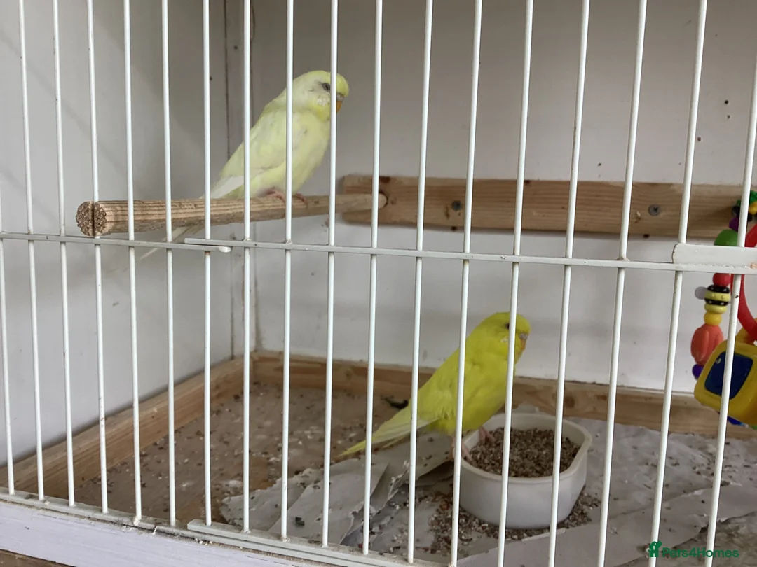 Budgerigars birds for sale: New baby budgies ready next week  - Advert 7