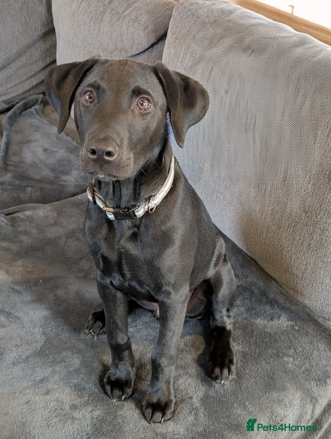 Mixed Breed dogs for sale: Murphy - Family Labrador X Greyhound 7 months old - Advert 2