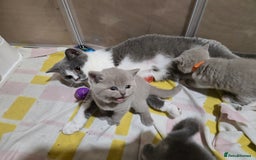 British Shorthair cats for sale: Full Britishshort hair kittens ready wendesday - Image 27
