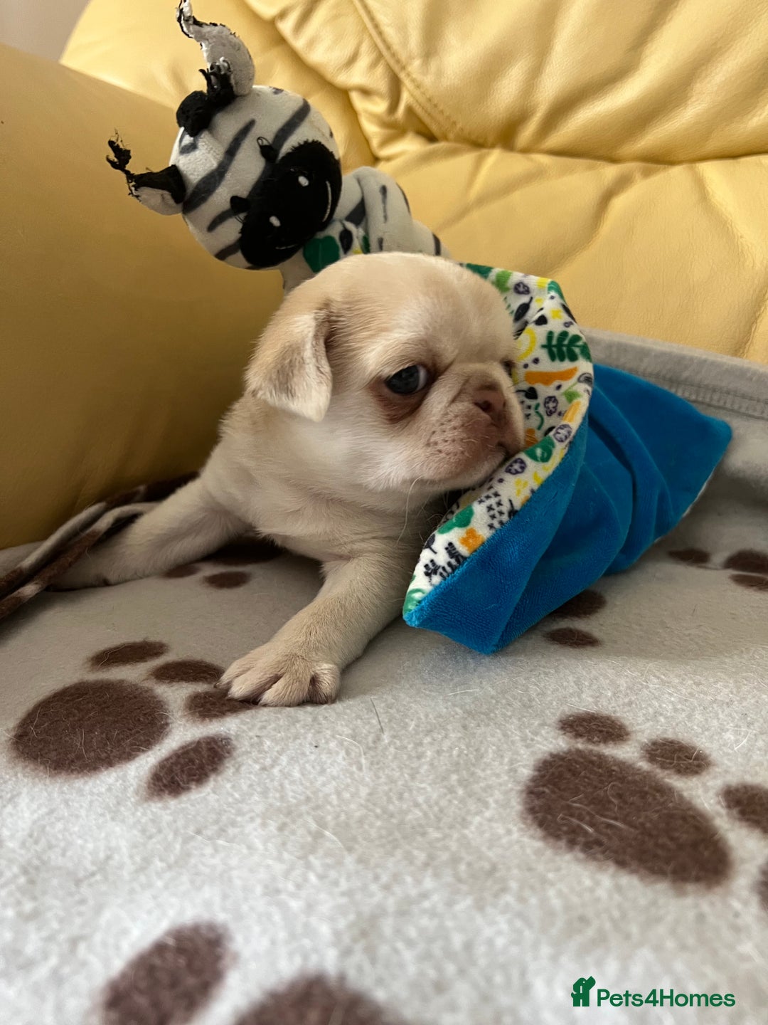Pug dogs for sale: 1 gorgeous pug boy  - Image 6