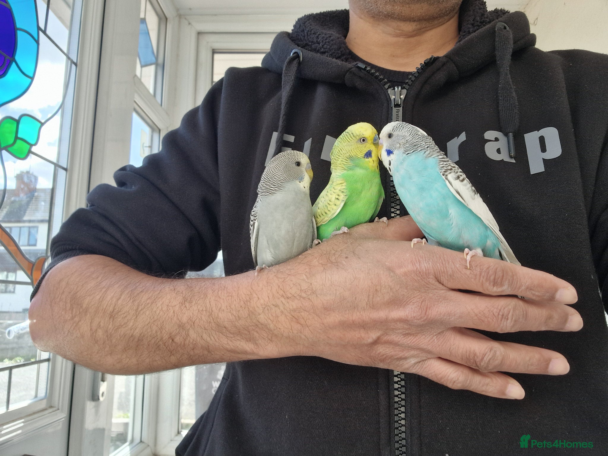 Budgerigars birds Super silly hand tamed baby budgies  - Advert 11