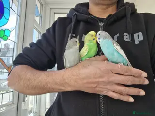 Budgerigars birds Super silly hand tamed baby budgies - Advert 6