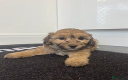 Cavapoochon dogs for sale: Beautiful Cavapoochon puppies for sale  - Image 12