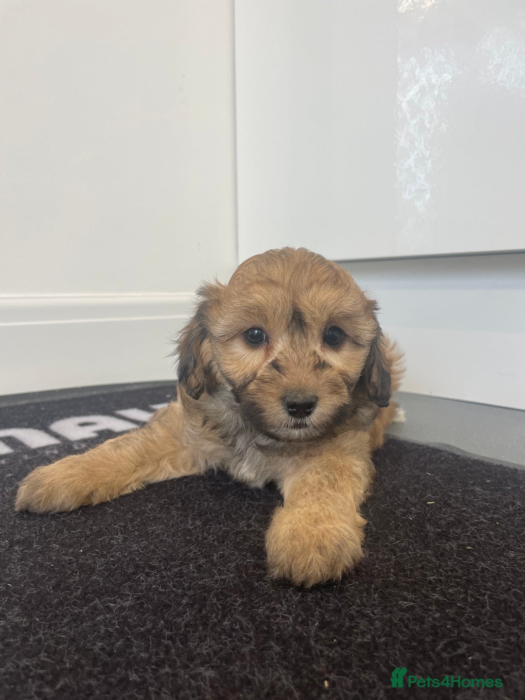 Cavapoochon dogs for sale: Beautiful Cavapoochon puppies for sale  - Image 12