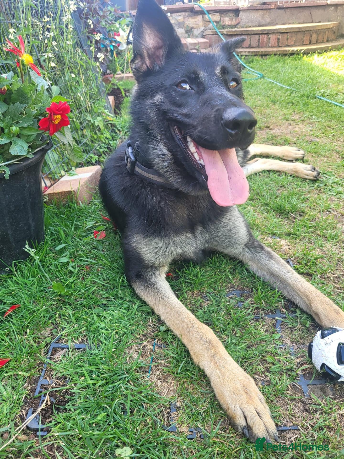Mixed Breed dogs for sale: Beautiful Malinois × German Shepherd puppies  - Advert 1