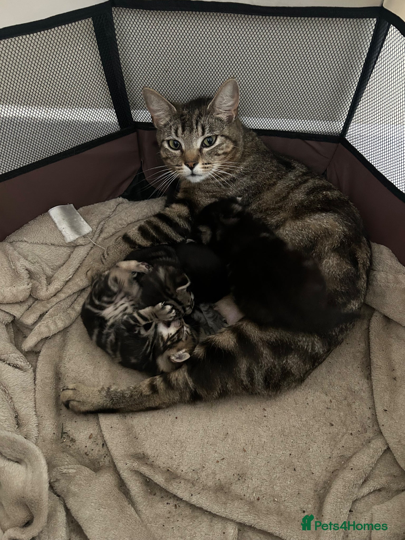 Mixed Breed cats Tabby kittens  - Advert 4