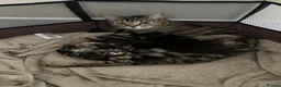 Mixed Breed cats for sale: Tabby kittens  - Advert 1