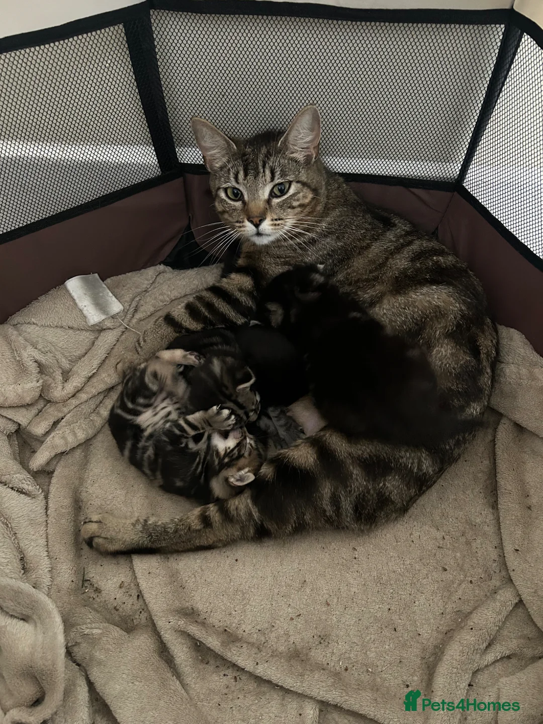 Mixed Breed cats for sale: Tabby kittens  - Advert 1