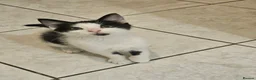 Mixed Breed cats for sale: Beautiful kitties  - Advert 23