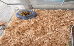 Hamster rodents for sale: Russian dwarf hamster  - Advert 7