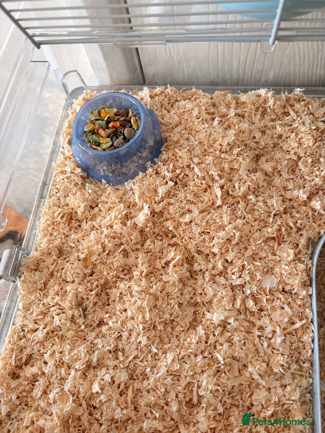 Hamster rodents for sale: Russian dwarf hamster  - Advert 7