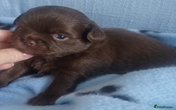 Chihuahua dogs for sale: Beautiful chocolate long coat chihuahuas - Image 4