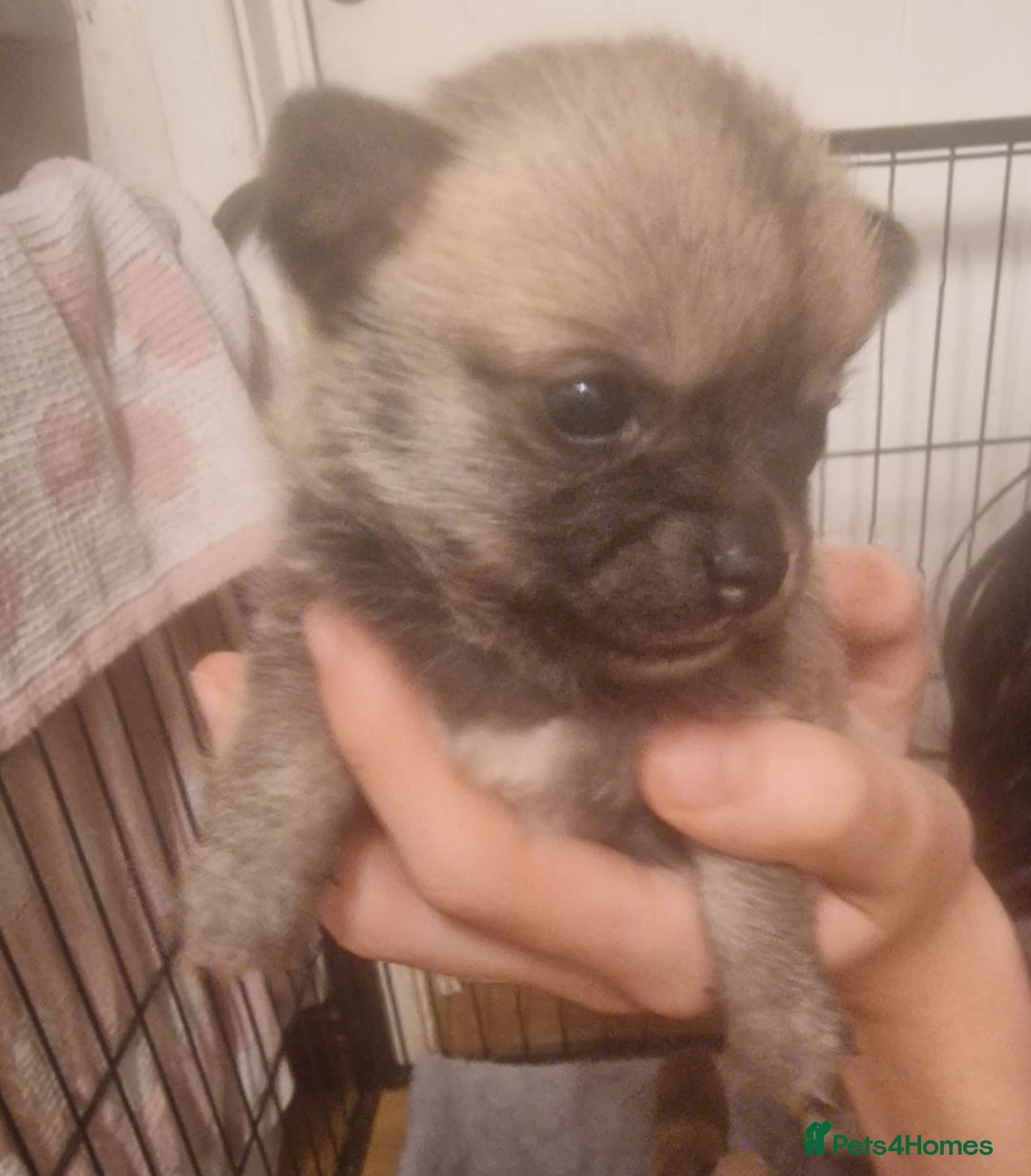 Chihuahua dogs for sale: Adorable Chihuahua Puppies Ready Soon!  - Advert 4