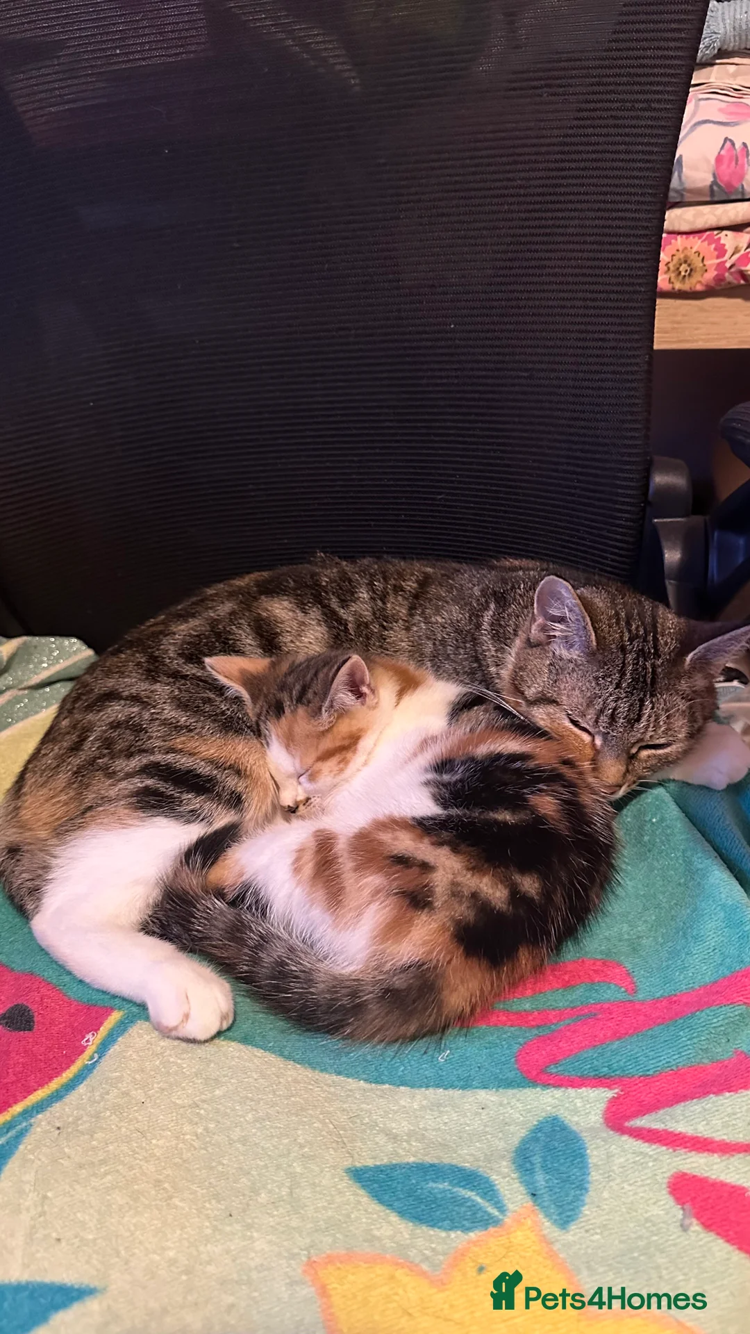 Mixed Breed cats for sale: Female Kitten - Advert 2