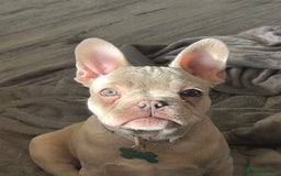 French Bulldog dogs for sale: Frenchbulldog  - Image 1