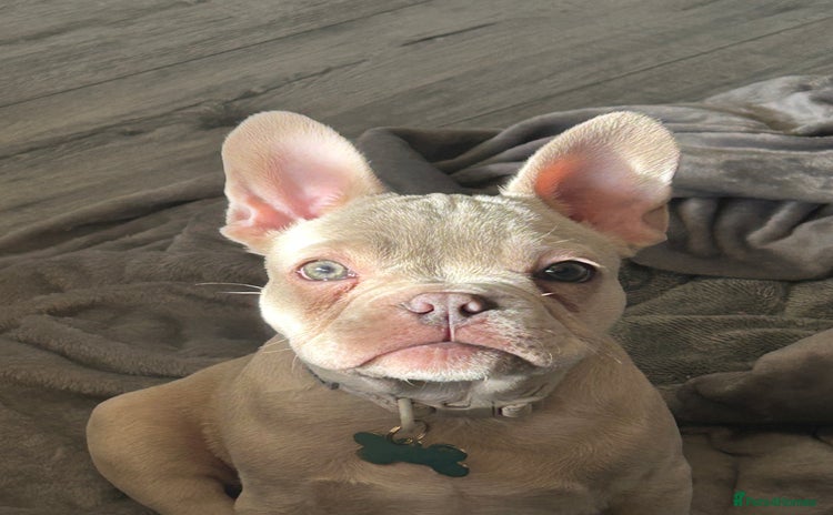 French Bulldog dogs - Advert 1