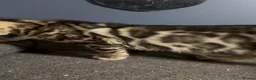 Bengal cats for sale: Bengal kittens  - Advert 7