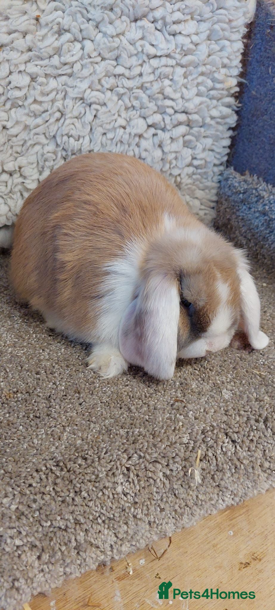 Mini Lop rabbits READY 8WEEKS OLD  minilop baby doe - Advert 6
