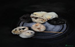Chickens poultry for sale: USA silkie, jumbo coturnix, celadon quails - Image 30
