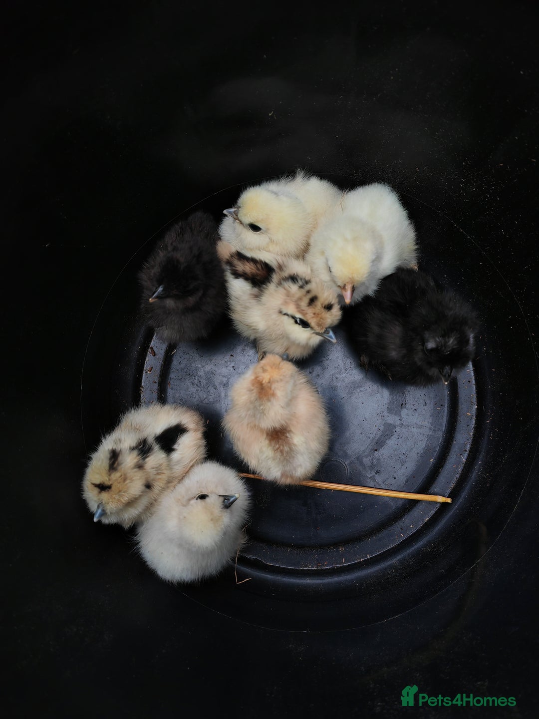Chickens poultry for sale: USA silkie, jumbo coturnix, celadon quails - Image 30