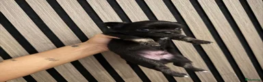 Chihuahua 2