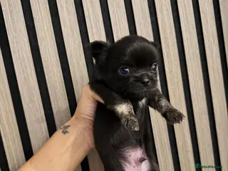 Chihuahua dogs 3 BEAUTIFUL LONGHAIRED CHIHUAHUA PUPPIES - Advert 1