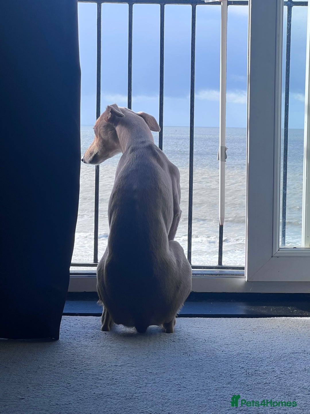 Whippet dogs for stud: Petite Male Whippet to Stud  - Advert 5