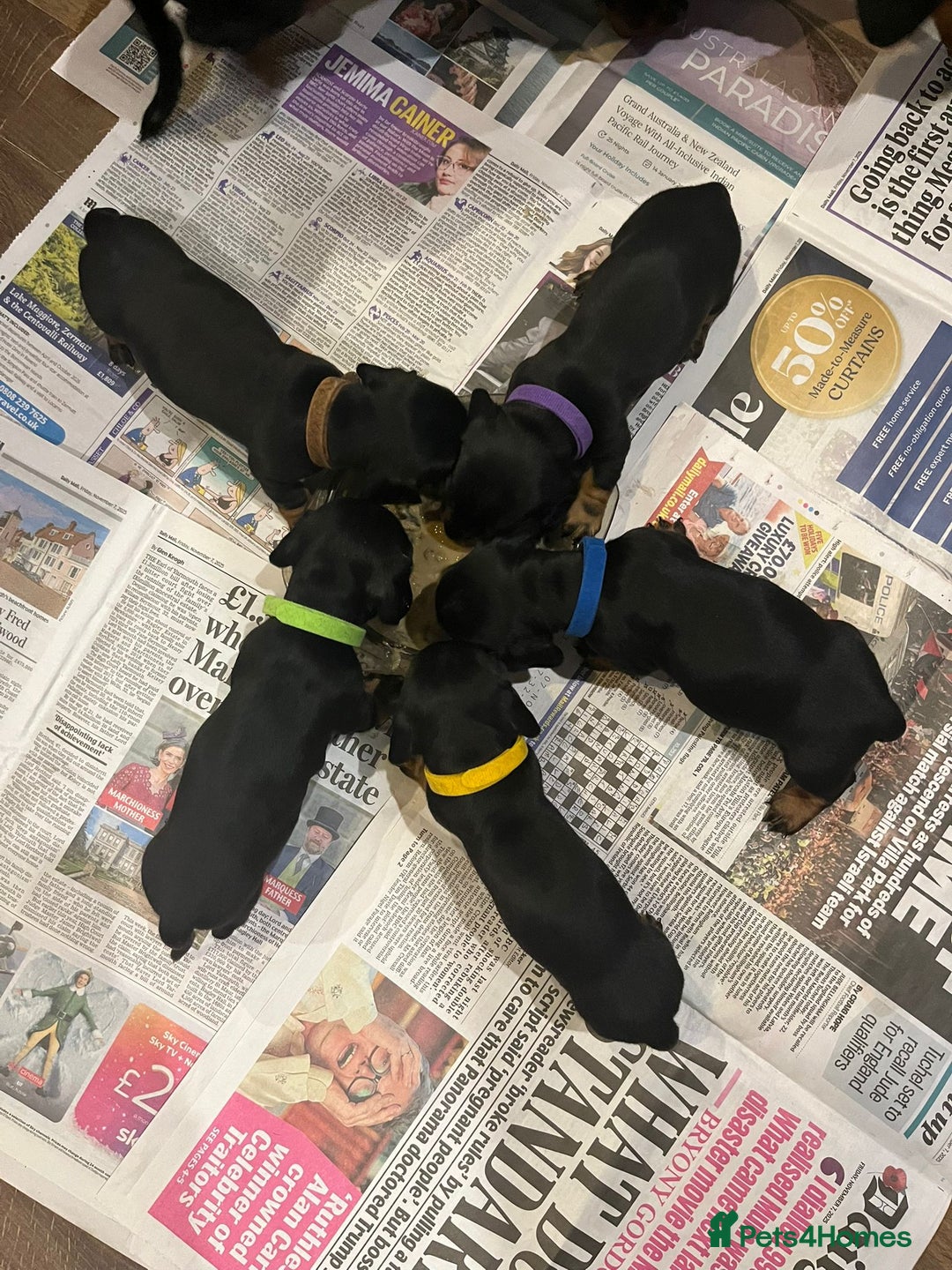 Dachshund dogs for sale: Stunning KC Miniature dachshunds - Advert 6
