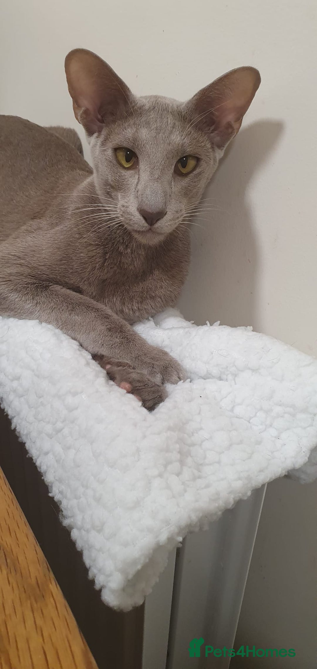 Siamese cats for sale: GCCF Registered Chocolate Tortie Siamese Girl. - Advert 15