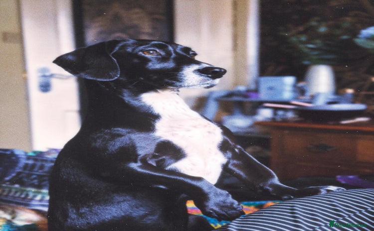 Mixed Breed dogs - Advert 13