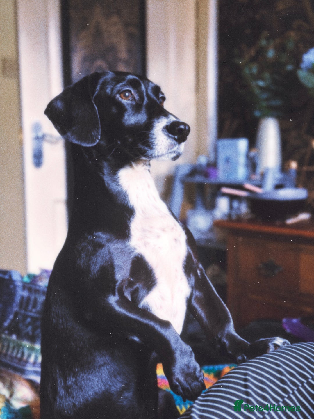 Mixed Breed dogs for sale: Senior Cockerjack for rehoming - Image 1