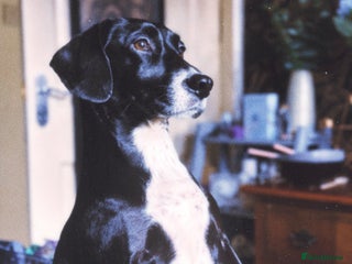 Mixed Breed dogs - Advert 22