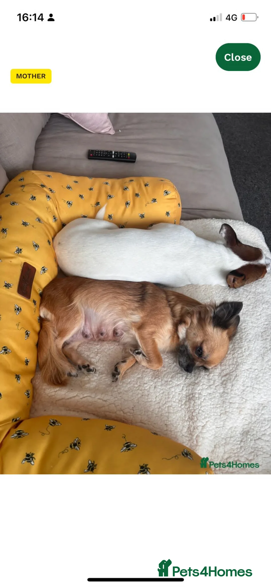 Jack Chi dogs for sale: Sweet Jackchi Puppy Needs New Loving Home - Advert 3