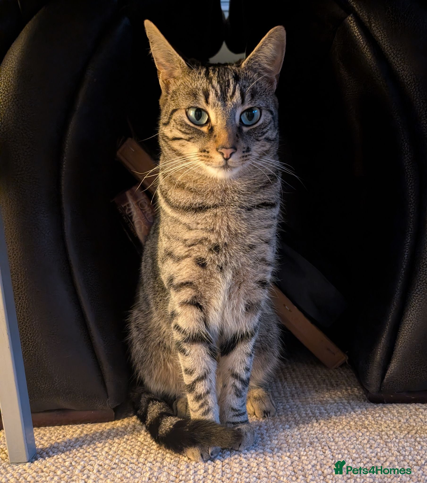 Domestic Shorthair cats Charlie - Advert 12