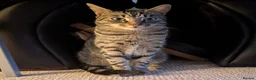 Domestic Shorthair cats for sale: Charlie in Honiton - Advert 1