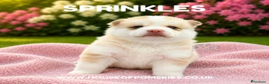Sprinkles