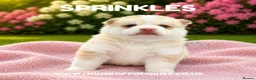 Pomsky dogs for sale: F4 Pomsky Puppies  - Advert 31