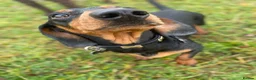 Miniature Dachshund dogs for sale: Nugget in Rowlands Gill - Advert 5