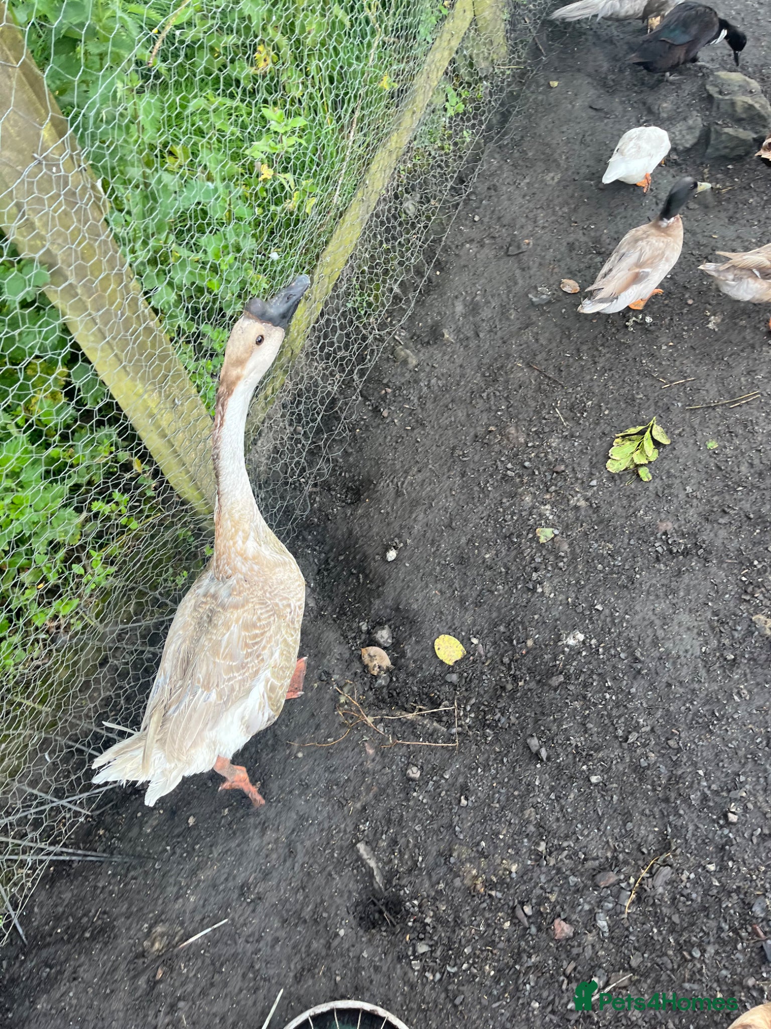 Geese poultry for sale: Year old geese for sale  - Advert 13