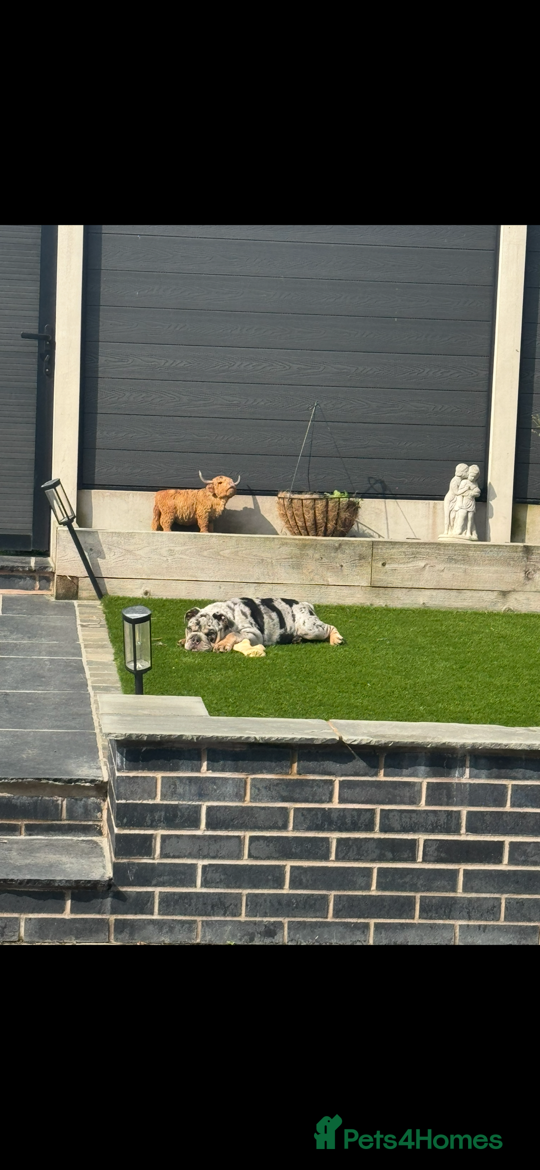 English Bulldog dogs for sale: Grey Merle male english bulldog puppy - Image 25