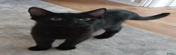 British Shorthair cats for sale:  4 beautiful kittens - Advert 3