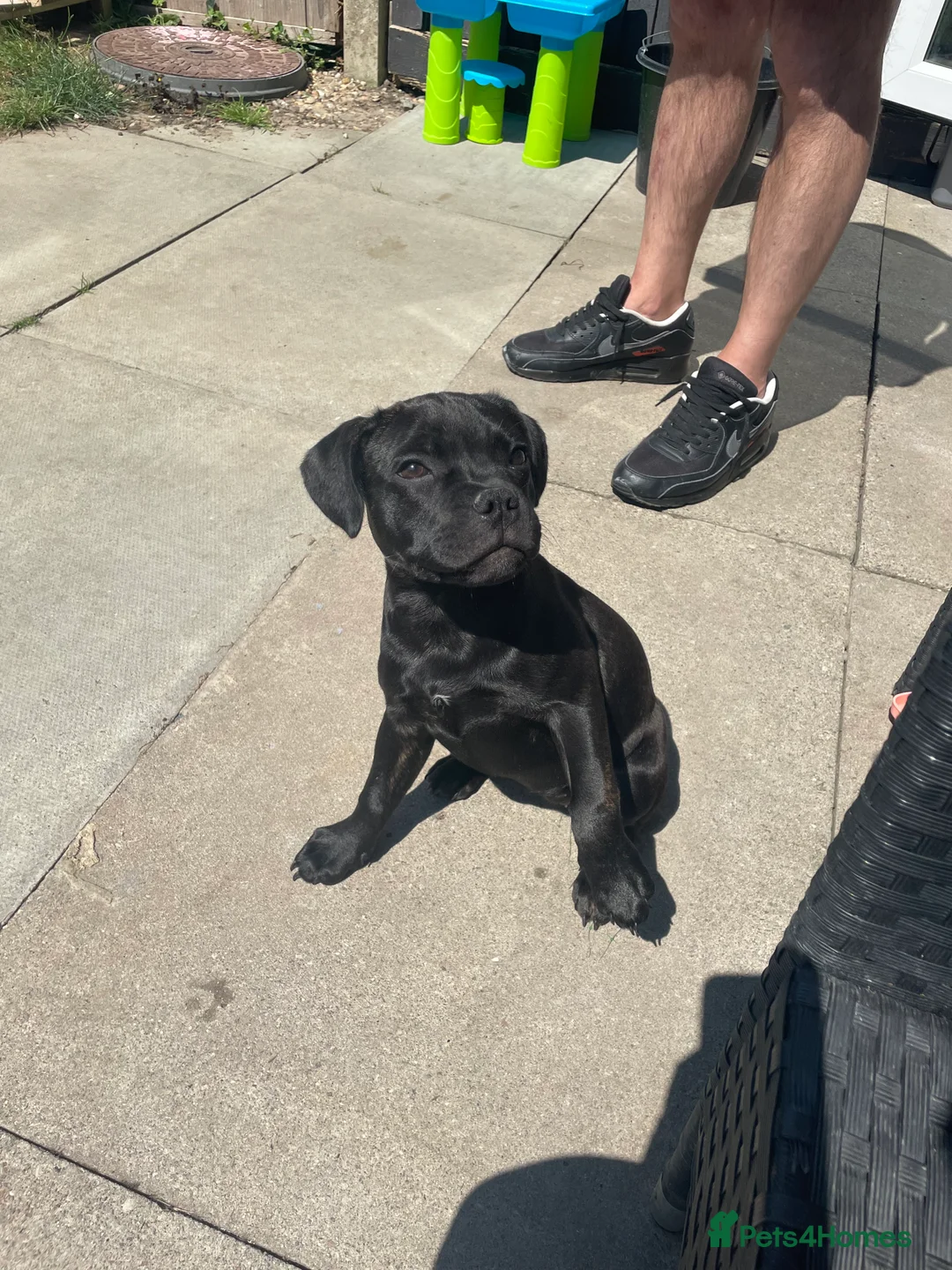 Staffordshire Bull Terrier dogs for sale: Stafford bitch  - Advert 2