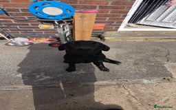 Labrador Retriever dogs for sale: Luna Labrador retriever - Image 1