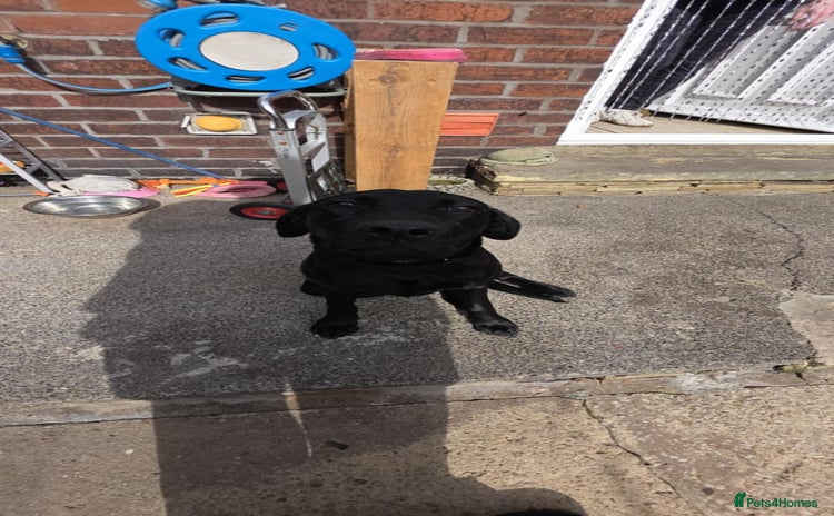 Labrador Retriever dogs - Advert 1